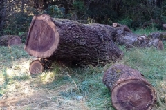 Walnut burl stump.